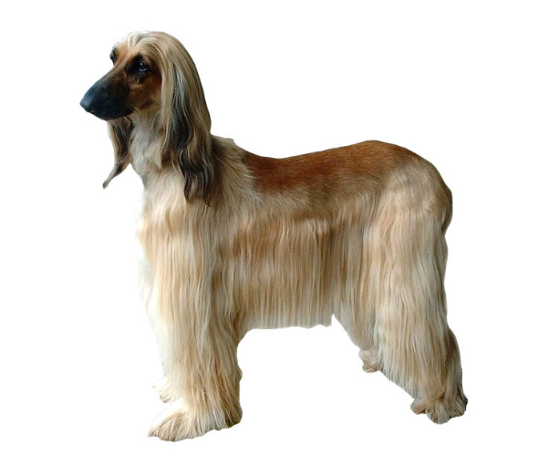 Galgo afgano
