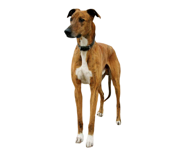 Galgo húngaro