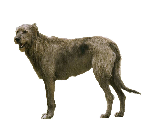 Galgo irlandés