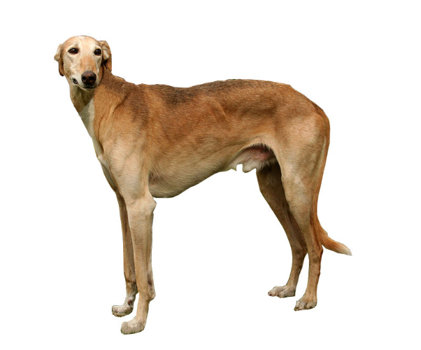Galgo polaco