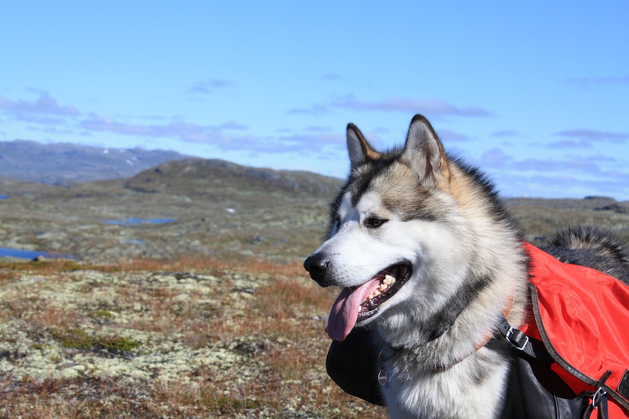 malamute de l'alaska personnalité