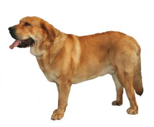 Spanish mastiff