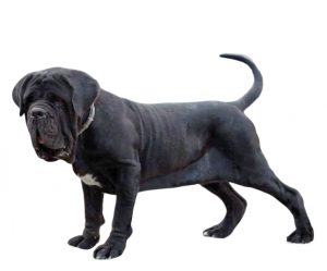 Neapolitan mastiff