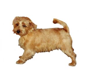 norfolk terrier