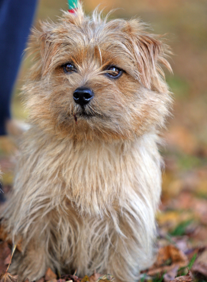 norfolk terrier personnalité