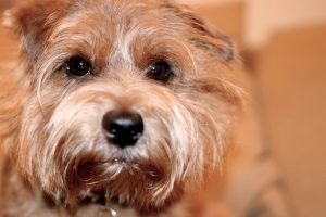 norfolk terrier foto 2
