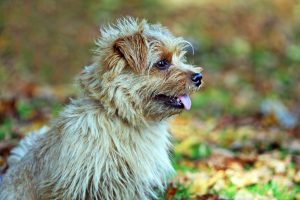 norfolk terrier foto 3