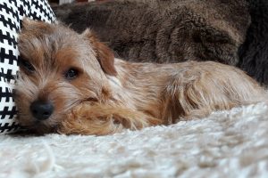 foto del norfolk terrier