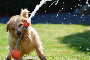 norfolk terrier foto 4