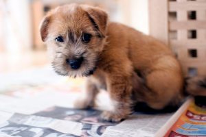 norfolk terrier foto 5