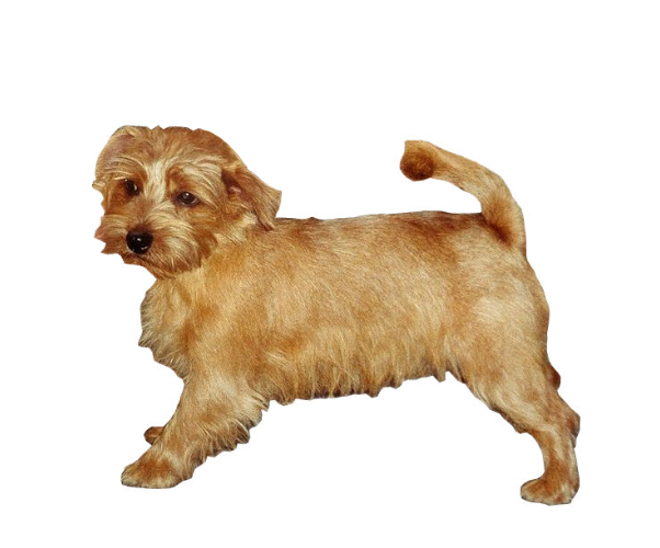 norfolk terrier