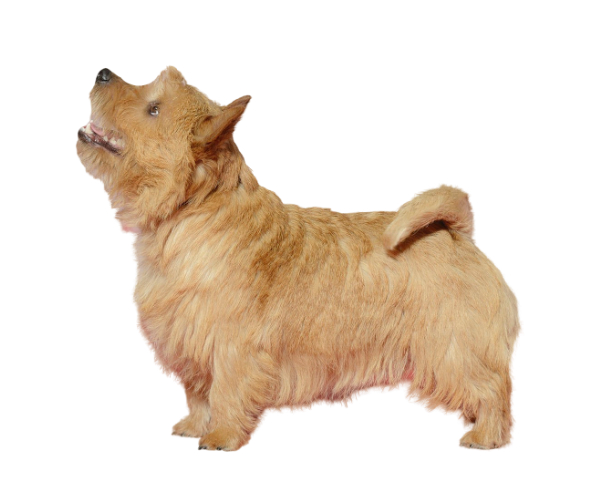 Norwich Terrier