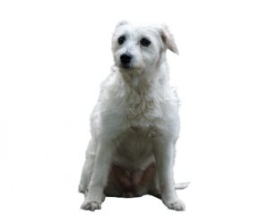 parson russell terrier