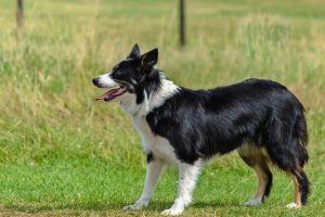 perro border collie