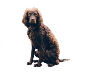 perro de agua americano