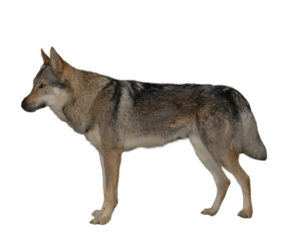 perro lobo checoslovaco fondo blanco