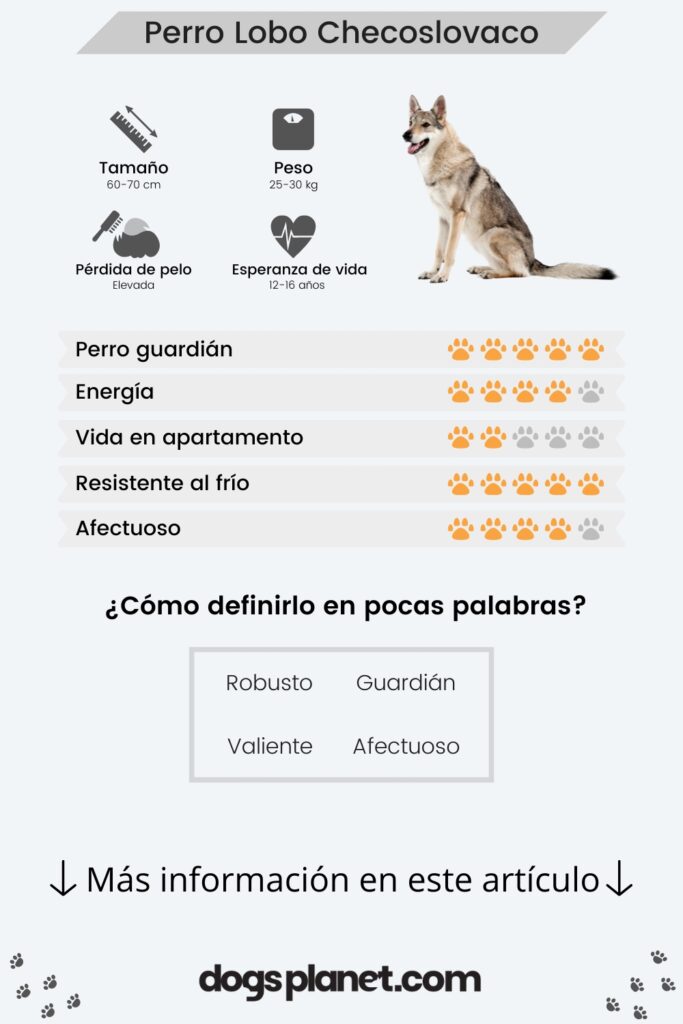 perro lobo checoslovaco infografia