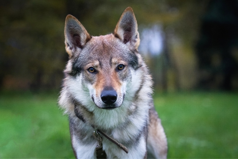 perro lobo checoslovaco