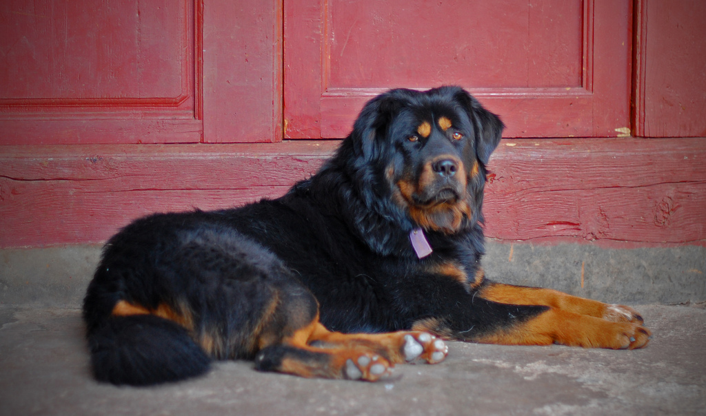 perro mastin tibetano