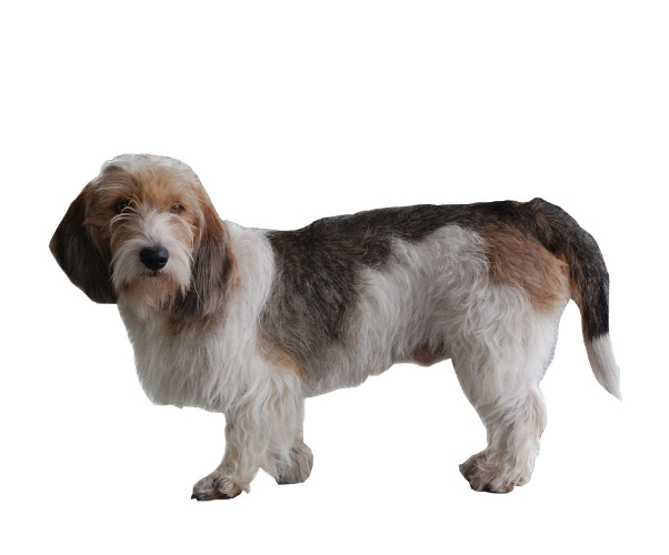 pequeño basset hound de Vendée