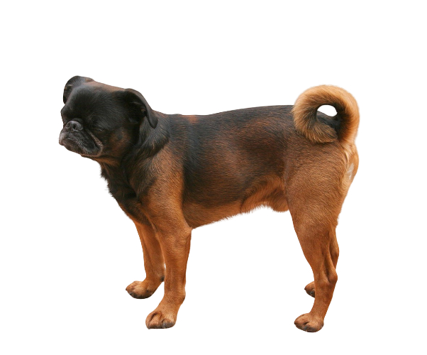 pequeño brabante
