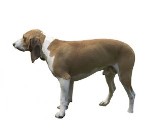 petit chien courant suisse