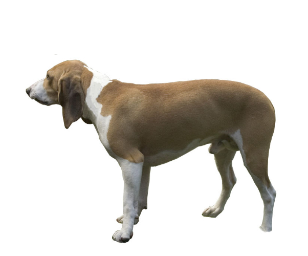 Petit Chien Courant Suisse Petit Bruno Du Jura Les Avis