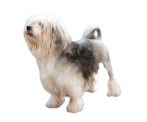 pequeño perro león