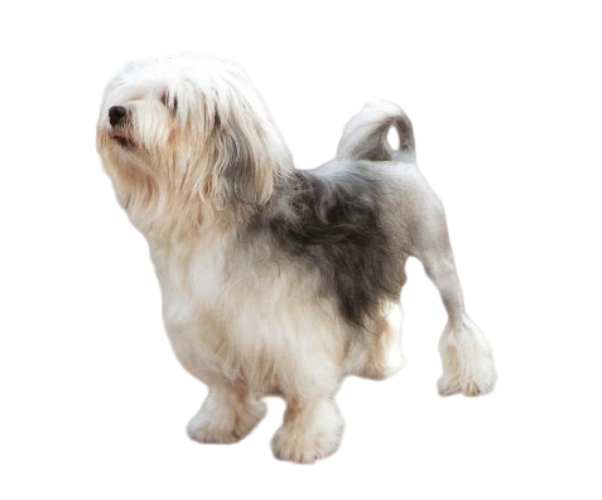 Petit Chien Lion Tout Savoir Sur Cette Race Dogsplanetcom