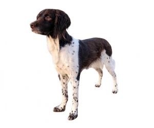 pequeño münsterlander