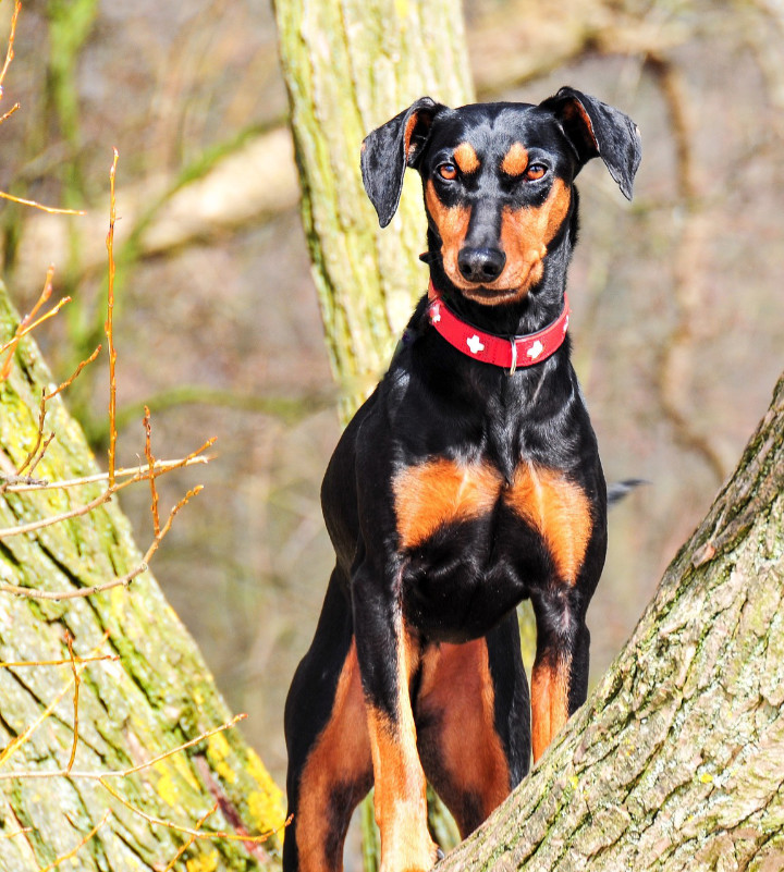 pinscher allemand personnalité