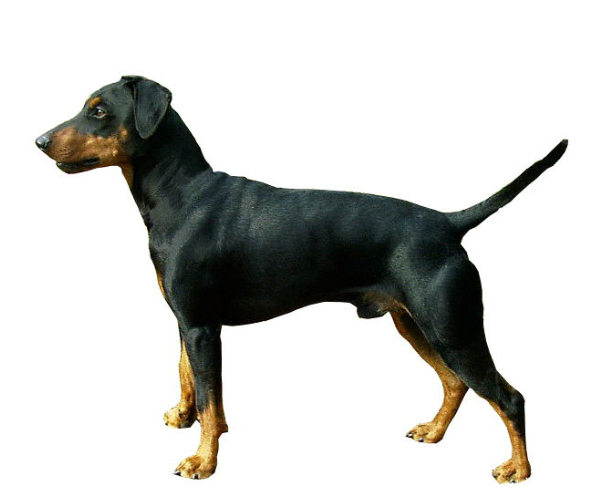 Pinscher allemand