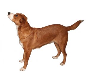 Pinscher austriaco de pelo corto