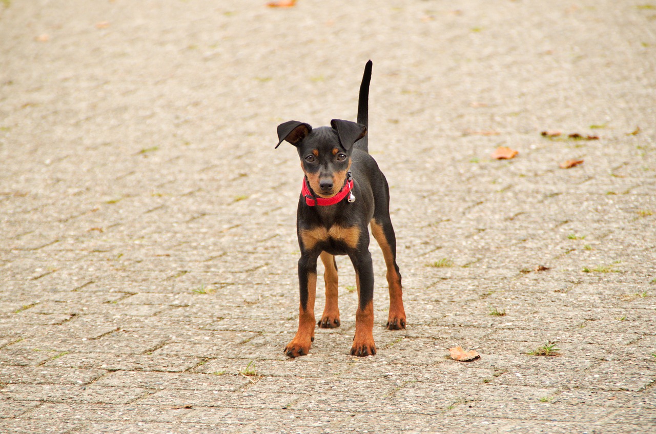 pinscher nain personnalité