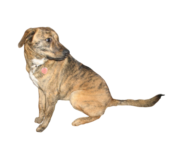 plott hound