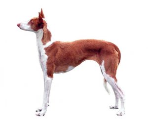 podenco ibicenco