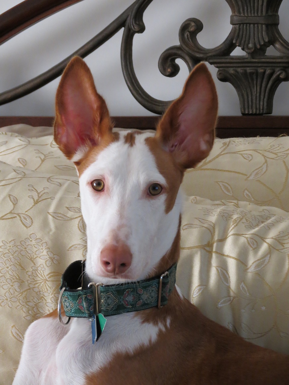 podenco ibicenco personnalité