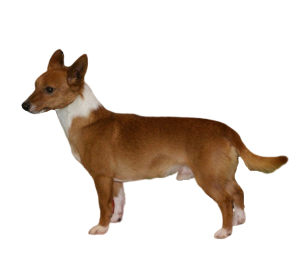 Podengo Portugais Tout Savoir Sur Cette Race Dogsplanetcom