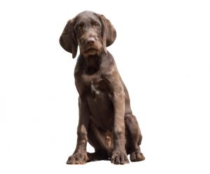pudelpointer