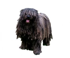 puli