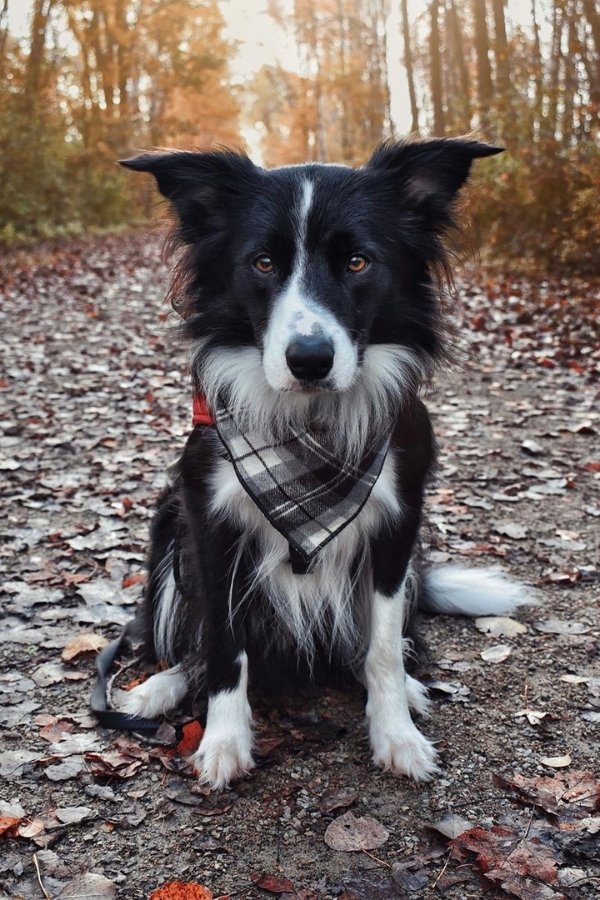 raza de perro collie