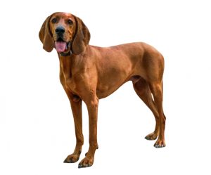 redbone coonhound