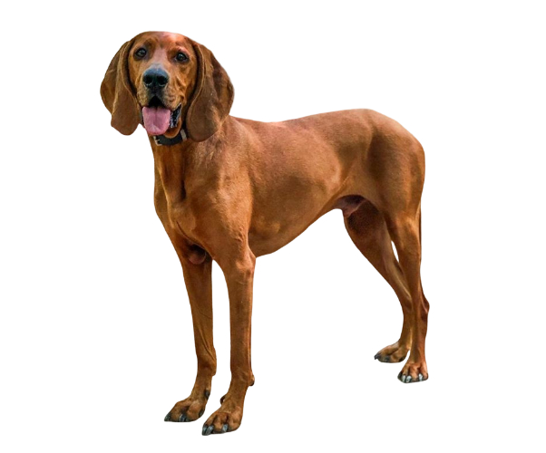 Redbone Coonhound