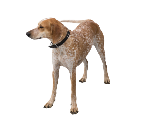 Redtick coonhound