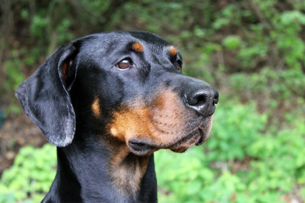 retrato doberman