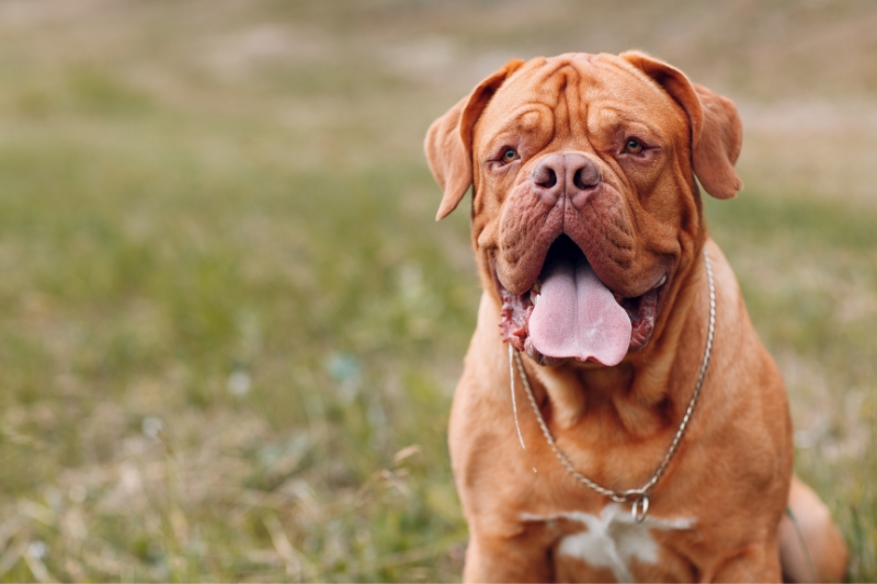 retrato dogo de burdeos