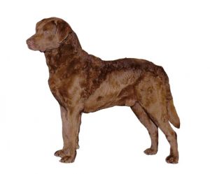 chesapeake bay retriever