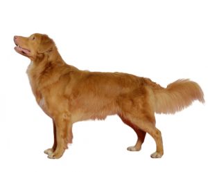 retriever de la nouvelle-écosse