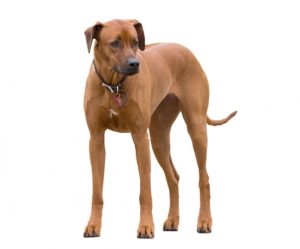 rhodesian ridgeback