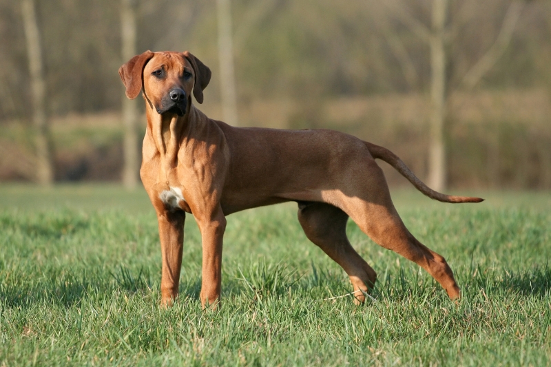 rhodesian ridgeback de pie en un campo